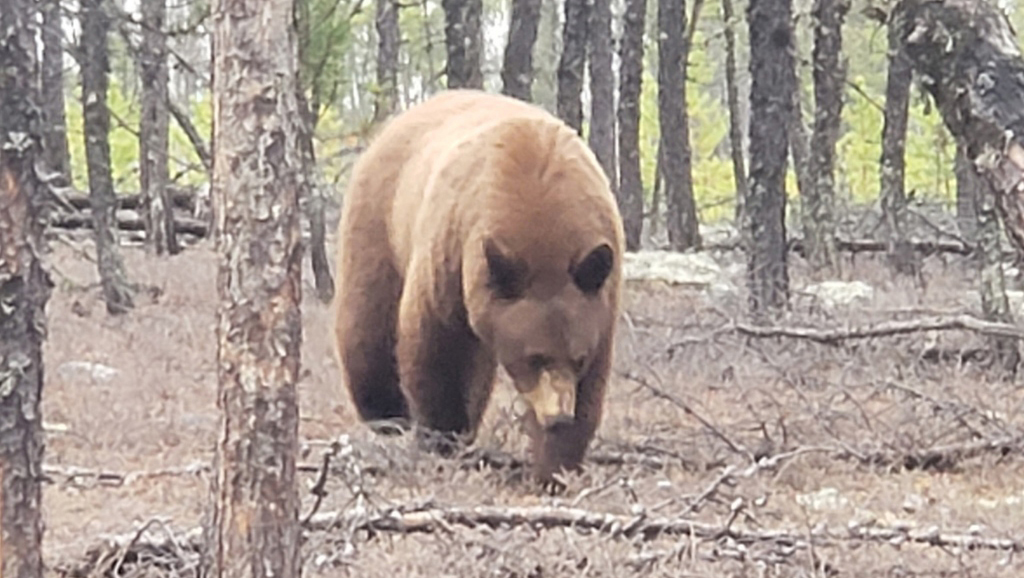 Affordable Bear Hunts